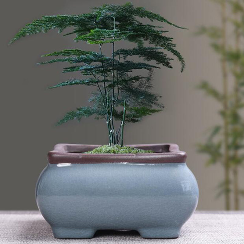 Retro Ceramic Flower Pot Aspar - огляд і ціна Bonsai Gardenia