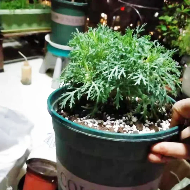 1L/2L Perlite Pellet Configure - огляд і ціна Bonsai Garden Nursery