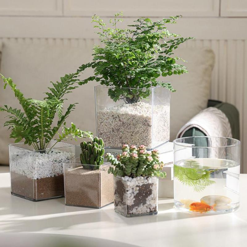 Square Round Transparent Acryl - огляд і ціна Bonsai Garden Nursery